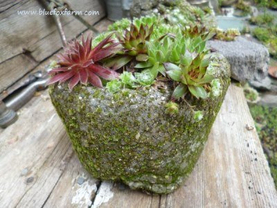 Larger sized pinch pot starting to grow moss