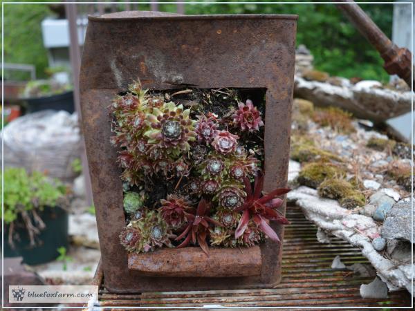 Oil Can Planter, May 2016