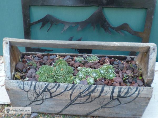 Painted Twig Toolbox, planted with Sempervivum