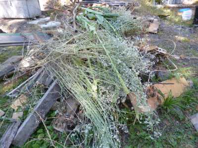 Weeds?  Around here they go on the burn pile to dry...