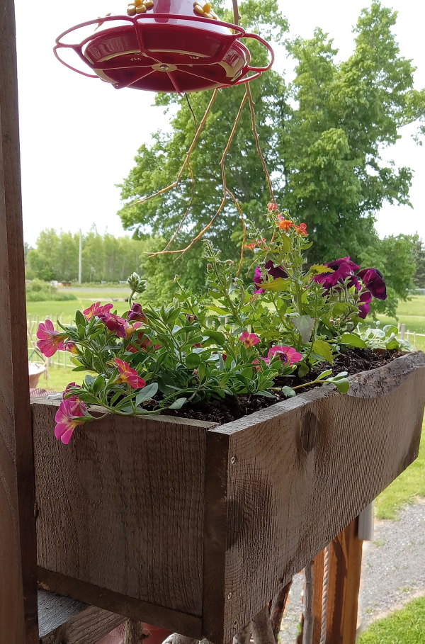 pickled-window-boxes-600x909.jpg