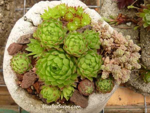 Rustic and Rugged Pinch Pots