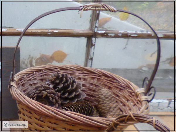 Pine cones in a basket