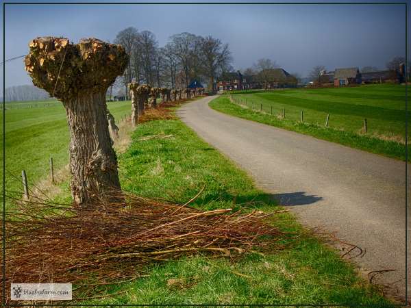 Pollarded Willow Trees