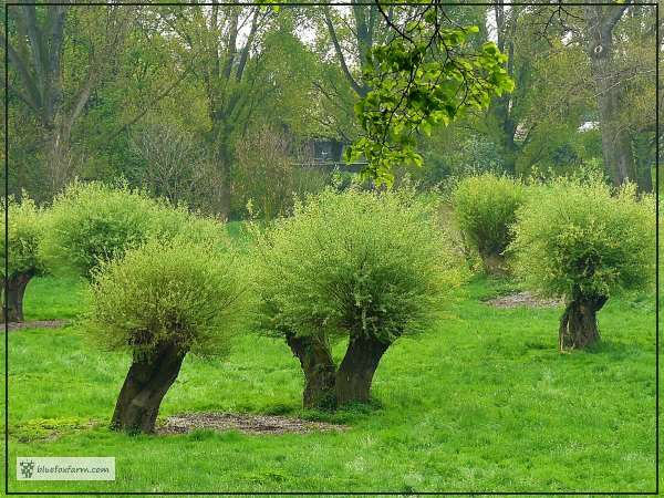 Pollarded Willows in a plantation