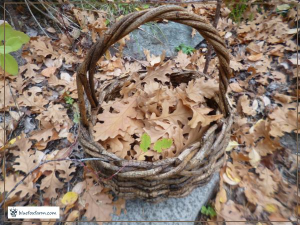 Preserved Oak Leaves