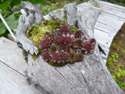 The red Sempervivum have done the best, in these challenging conditions