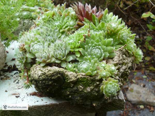 Rugged, textured hypertufa pot