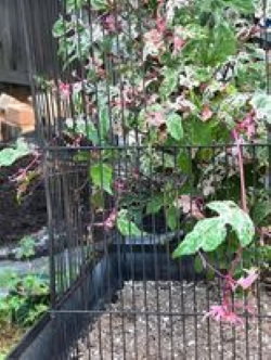 Porcelain vine in a bird cage