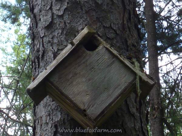 Oddball diagonal bird house - who says they have to be square?