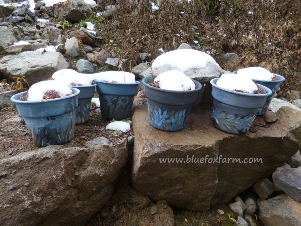 Rustic blue painted pots...