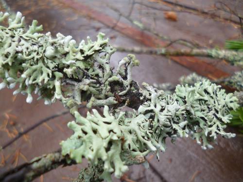 Lichen covered twigs form the base...