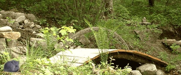 rustic-japanese-bridge-600.jpg
