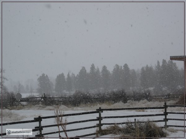 Rustic post and rail fence