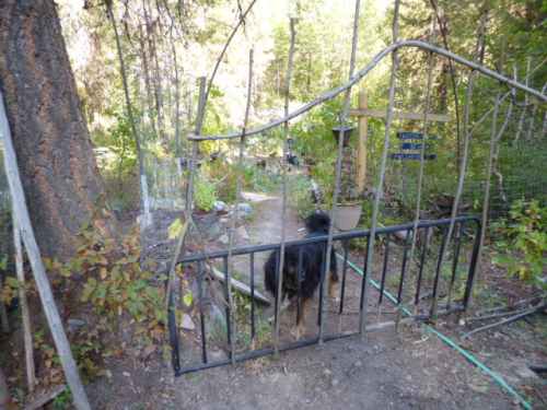 Bracken has checked out the Rustic Twig Gate, and approved it 