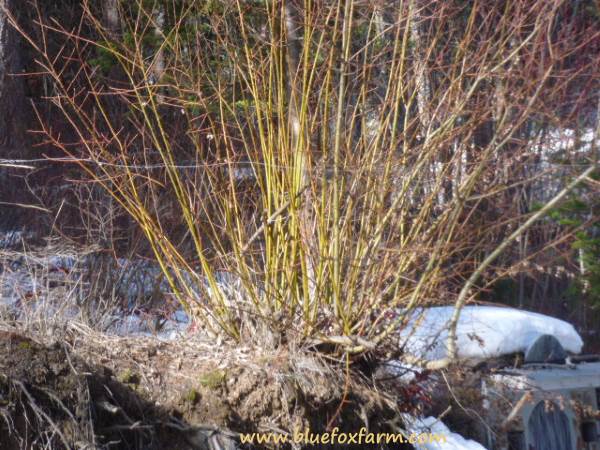 Coppiced Native Willow, Salix bebbiana