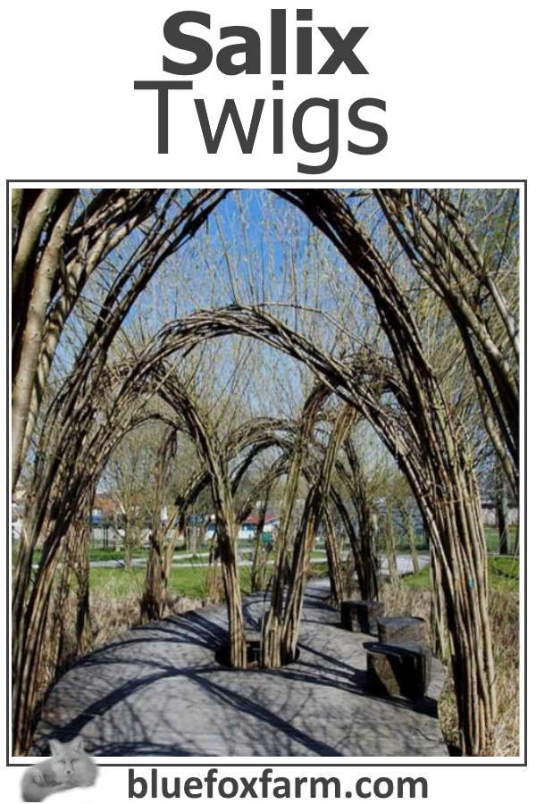 Salix Twigs