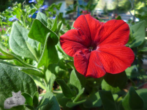 Petunia Carmine Wave