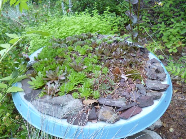 Planters made from Satellite Dishes?  Why not? See more about these on Drought Smart Plants...