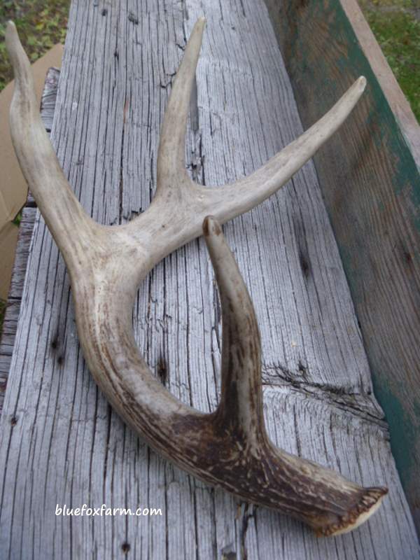 An ad on Craigslist got a windfall of antlers for my crafts