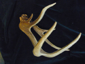 Crooked antler