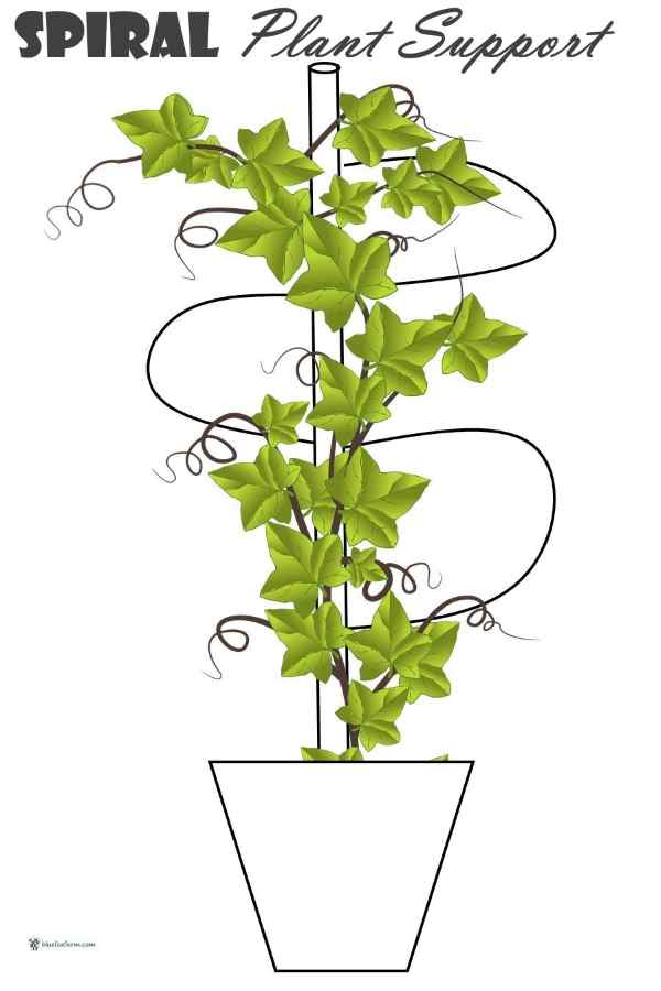 Spiral Plant Support
