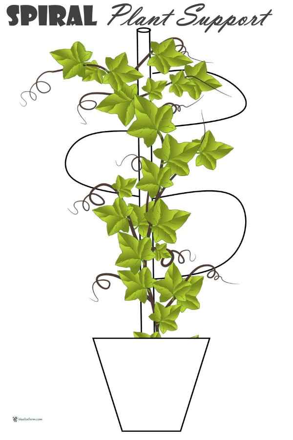 Spiral Plant Support