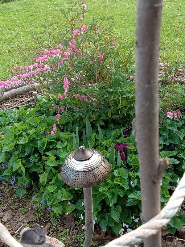 steampunk-cone-flower-in-garden-600x800.jpg