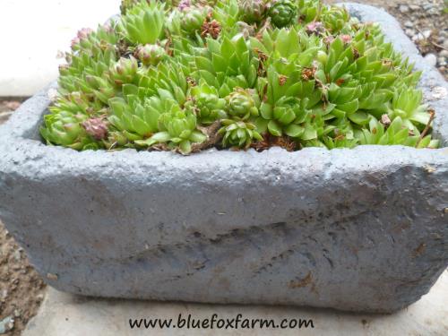 Styrofoam coolers made into planters