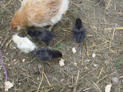 Day old chicks