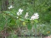 Amelanchier Twigs