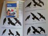 Bird Strikes are preventable