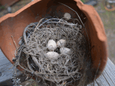 Faux Birds Nest in a Terracotta Pot