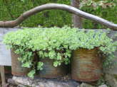 thumb-garden-planter-ideas-with-twigs.jpg