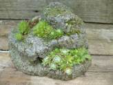 Hypertufa Strata Planter...