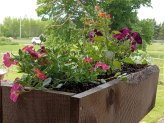 thumb-pickled-window-boxes.jpg