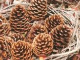 Pine Cone Crafts