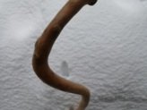 Twig Walking Stick