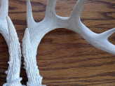 thumb-weathered-antler-chandelier.jpg