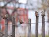 Birds on a fence to trigger some creativity