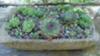 Hypertufa bird cage planter, planted with Sempervivum