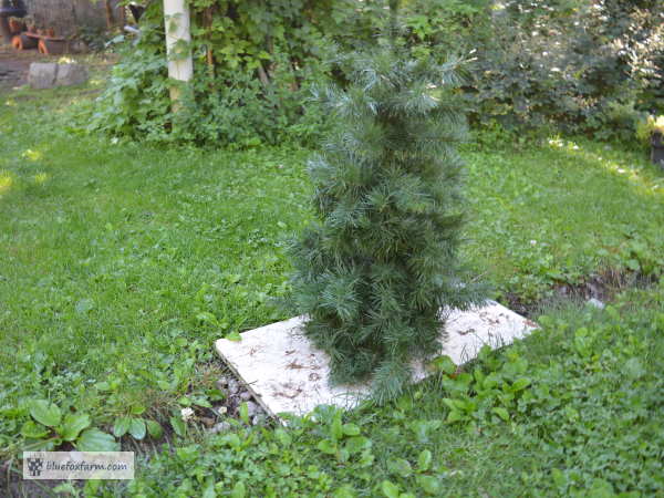The fake Christmas tree, ready to trim