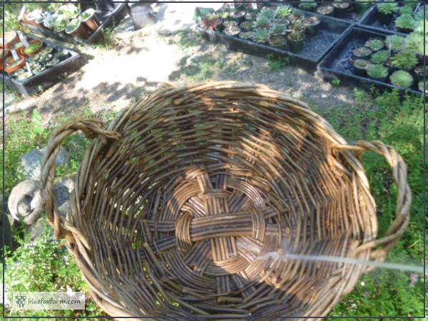 Twig Basket Care - spraying plain water from a garden hose