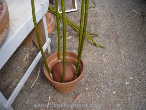 This technique will hold the canes upright so you can weave them...