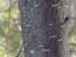 River Birch bark, showing the distinctive lenticels
