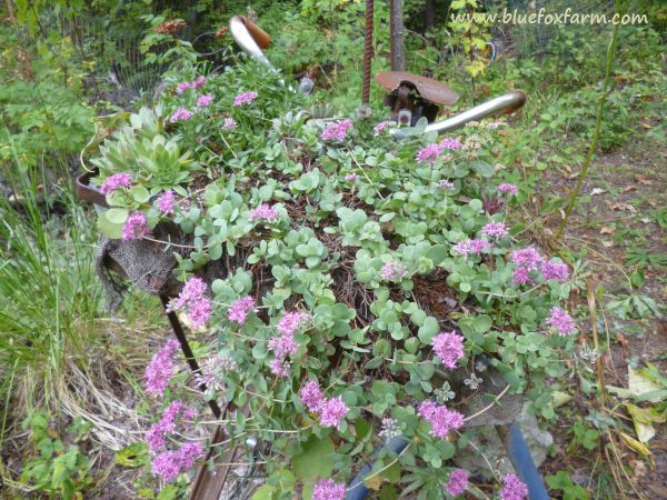 Sedum cyaneum 'Rose Carpet' is one of the prettiest of all stonecrops...