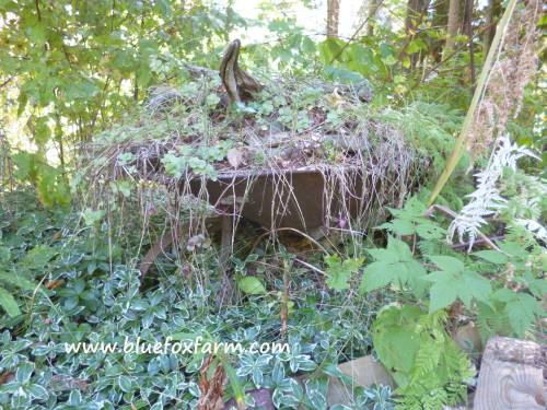 Partly hidden by the shrubbery, this old wheelbarrow is mysterious and poignant