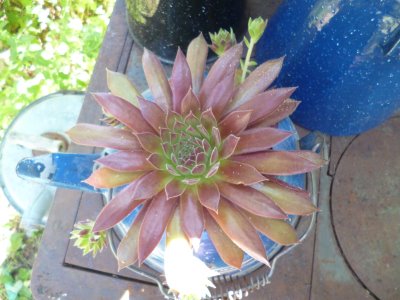 Happy hen and chicks plants in the blue kettle