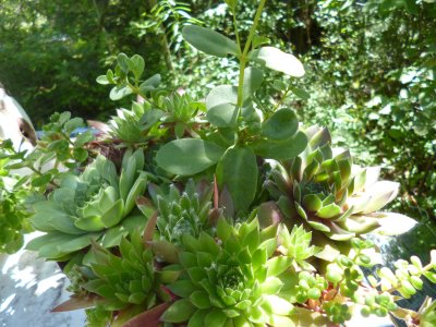 Textural and colorful, Sempervivum give the perfect finishing touch to the collection