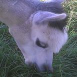 Alpacas are great companions and soft fur that felts